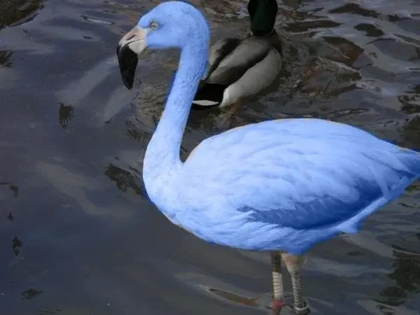 Blue Flamingo Galapagos Islands.webp