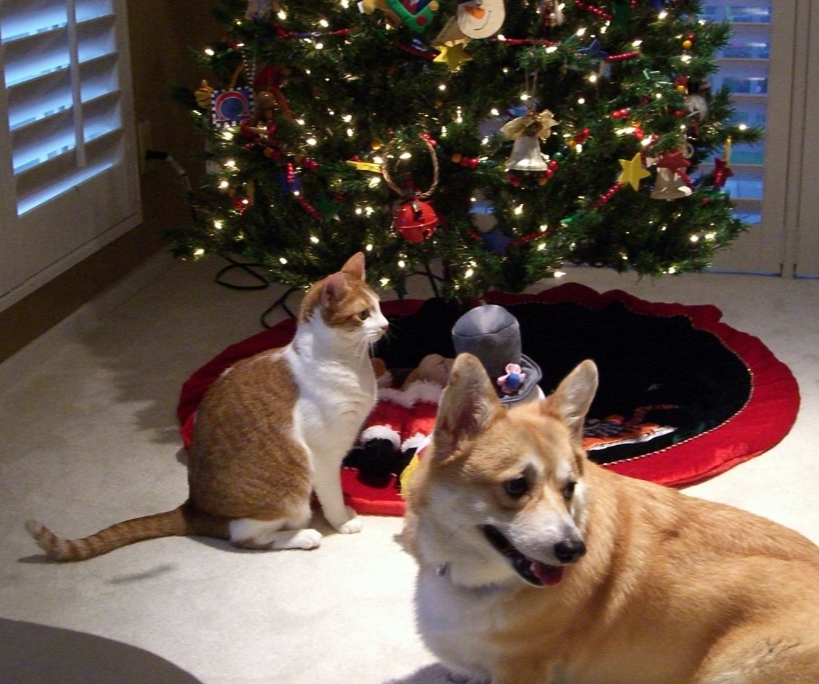 Petsxmas 016c.JPG